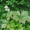 Rodgersia podophylla feuille